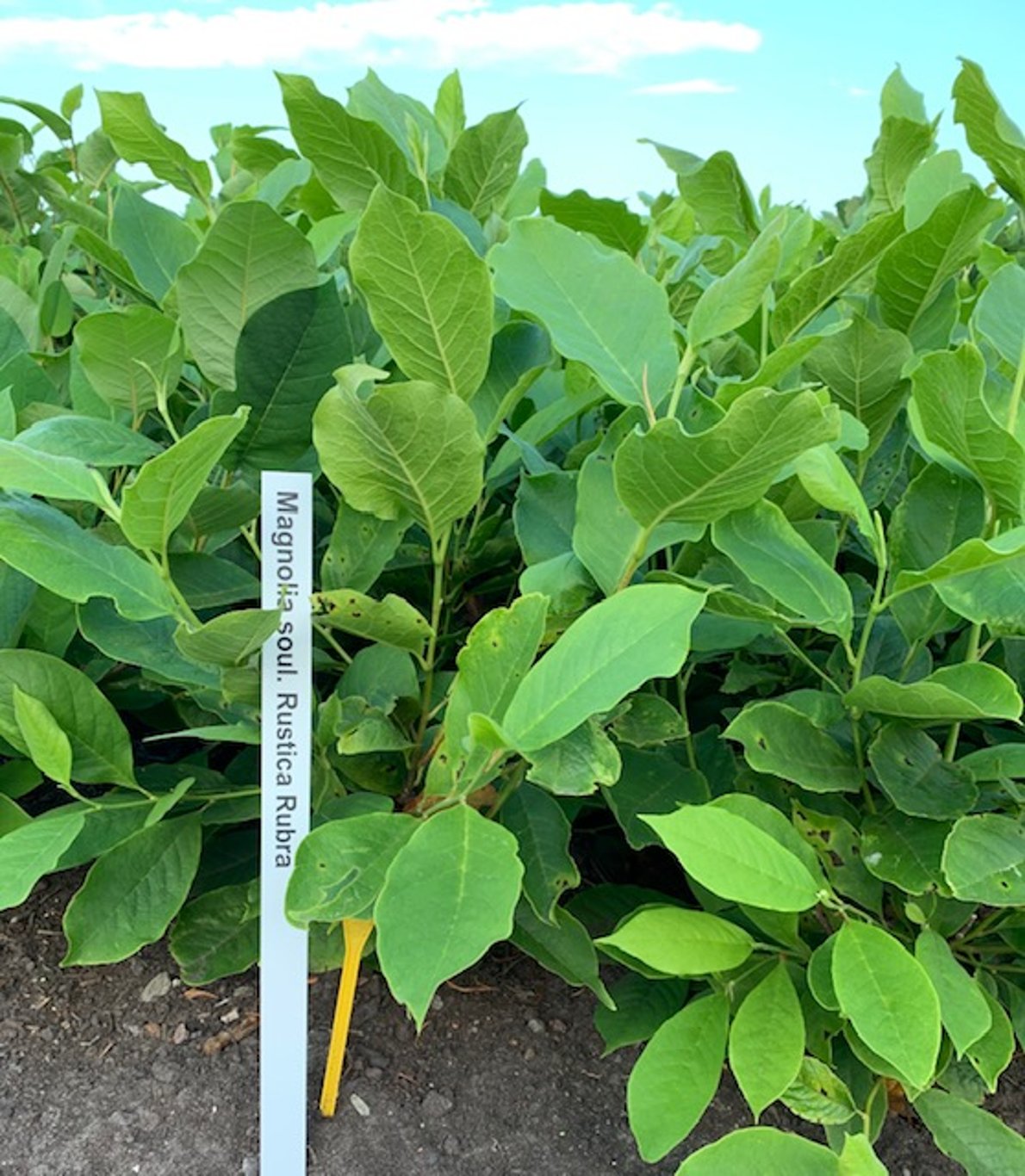 Magnolia soul. 'Rustica Rubra' - 60-80 CM RB